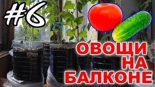 Выращиваем овощи огурцы и помидоры на балконе  Эксперимент - #6