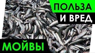 Мойва - Польза и Вред. Чем полезна мойва? Полезные свойства мойвы.