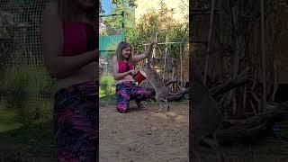 Что за лев этот заяц? Зверское нападение Джасти на барабан. Пробила  #angry #hare #attack