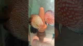 Пара Пидженов с мальком отметала #discus #aquarium #дискусы #аквариумныерыбки #аквариум