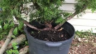 CRAZY BIG juniper pre-bonsai and yamadori collecting.