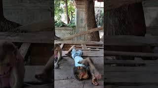Monkey sitting and playing #monkeysr #monkeydluffyedits #monkeyvideo #monkey