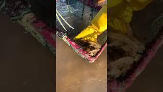 Catching Seafood  Deep Sea Octopus (Catch Crab, Catch Fish) - Tik Tok