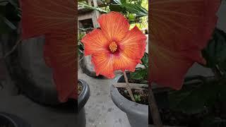 मेरे घर के खूबसूरत फूल / home gardening flower my #shorts #viral #trending #flowers #flowergarden