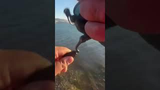 The moment I stop reeling to fix my chest mount is when fish decide to bite #fishing #adventure #LV