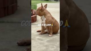 Stay faithful, stay grateful, GOD got this.  Lula loves you #amen #god #dog #doglife