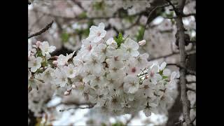 My favor secrets spot of Cherry blossoms (Walk)