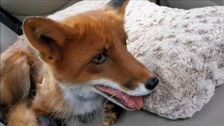 Alf the Fox goes to the vet