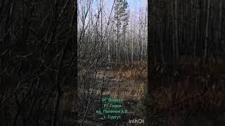 Охота на зайца. Русские гончие Флейта и  Гонка вл. Попенов А.В. , г. Сургут