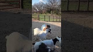 Dreamer says just bring the hay!!#goats #goat#goatlife#goatfarming #goatfarm #goatlovers