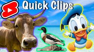 Животные на ферме Duck Cow #shorts Quack Moo Moo