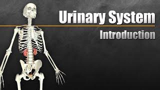 The Urinary System In 7 Minutes