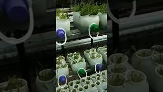 HYDROPONIK ( contoh menanam metode hydroponik  )