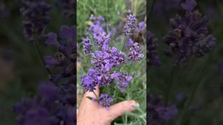 Lavendel nach dem beschneiden Ergebnis , Juli/ Лаванда после обрезки, результат на июль