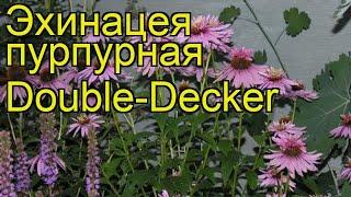 Эхинацея пурпурная Двухэтажная. Краткий обзор, описание echinacea purpurea Double-Decker