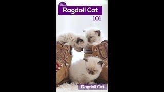 Ragdolls Cat - The Fluffy Blue Eyed Companions  #shorts