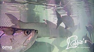 Underwater Tarpon Feeding Dock at Robbie's Marina in Islamorada - LIVE