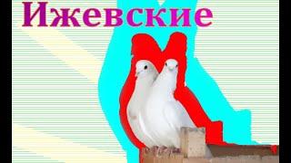 Ижевские голуби