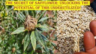 The Secret of Safflower: Unlocking the Potential of this Underutilized!