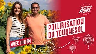 Une journée pour comprendre la pollinisation du tournesol | Limagrain