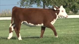 Mike Sorenson Cattle - Lot 4