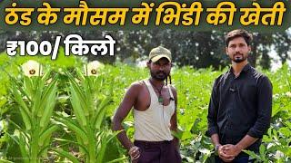 ठंडी के दिनों में भिंडी की खेती कब और कैसे करें ? How to get more production in Okra farming