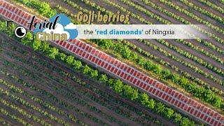 Aerial China: Goji berries, the 'red diamonds' of Ningxia