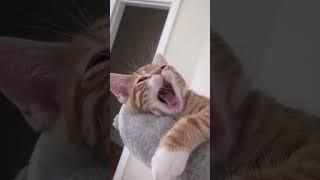 СБОРНИК СМЕШНЫХ КОТЯТ (Озвучка) #shorts #озвучка #котята #юмор #угар #смешноевидео #поржать #мем