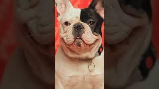 The Surprising History Of The French Bulldog!