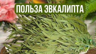 Эвкалипт- полезные свойства.