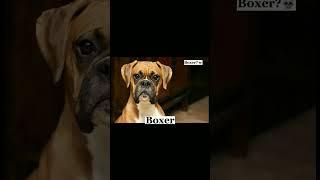 Dangerous Dog Breeds in The World #shorts