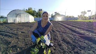 Будни в деревне/Проводим воду на участке и высаживаю сортовую клубнику/Рука даже не дрогнула️