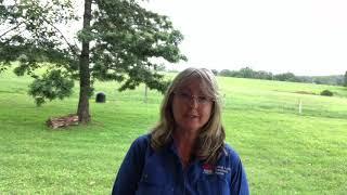 Managing Bovine Ephemeral Fever - Dr Lyndell Stone