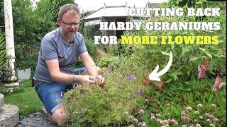 Cutting Back Hardy Geraniums for Repeat Flowers | How to Prune Hardy Geranium Plants in Summer