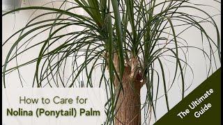 Ponytail Palm Care Tips and Tricks for a Thriving Nolina Palm, Beaucarnea recurvata