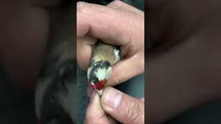 JILGUERO jilguero cantando Stieglitz - Carduelis Cardudlis - Jilguero - Щегол - Kадънка - щиглец