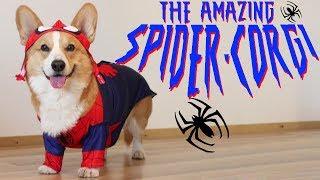 THE AMAZING SPIDER-CORGI - Topi the Corgi