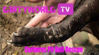 Cerberos Pit Bull Rescue DirtyworldTV 2014