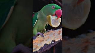 Cute  parrot Talking funny and smart  Video voice  #youtubealternative #youtubevloggers