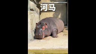 河馬活著真的不容易，在哪哪都不方便！ #河馬 #神奇動物在抖音 #動物解說