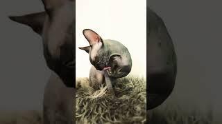 Sphynx cat