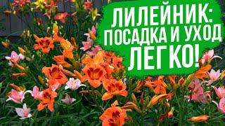 Все, что нужно знать о лилейниках. Выращивание лилейников - все очень просто!