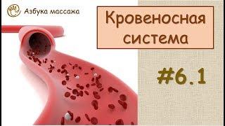 Кровеносная система | Урок 6, часть 1 | Обучение массажу