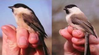 Telling apart Marsh and Willow Tits