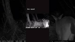 #oregon  #deer #blacktail #spypoint #wildlife #betweenthepines #nature #bow #pnw #doe