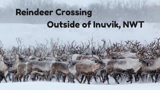 Reindeer Herd Crossing Inuvik NWT