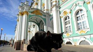 The real life 'Aristocats' of St. Petersburg's Hermitage Museum