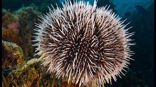 Facts: The Sea Urchin