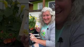 Natural Predators: Lady Bugs