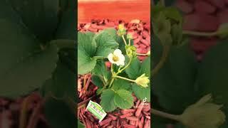 High Altitude Raised Bed Garden